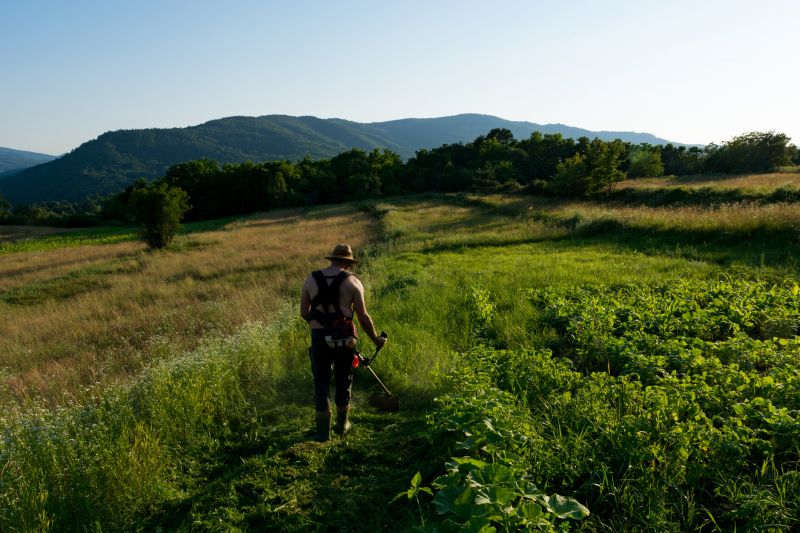 Vegetation Before Mowing