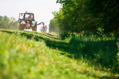 Vegetation Being Cleared